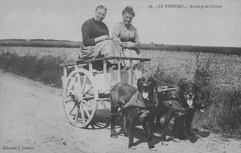 animaux/animaux003.jpg