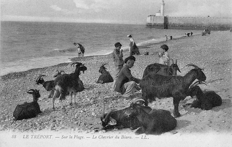 animaux/animaux005.jpg